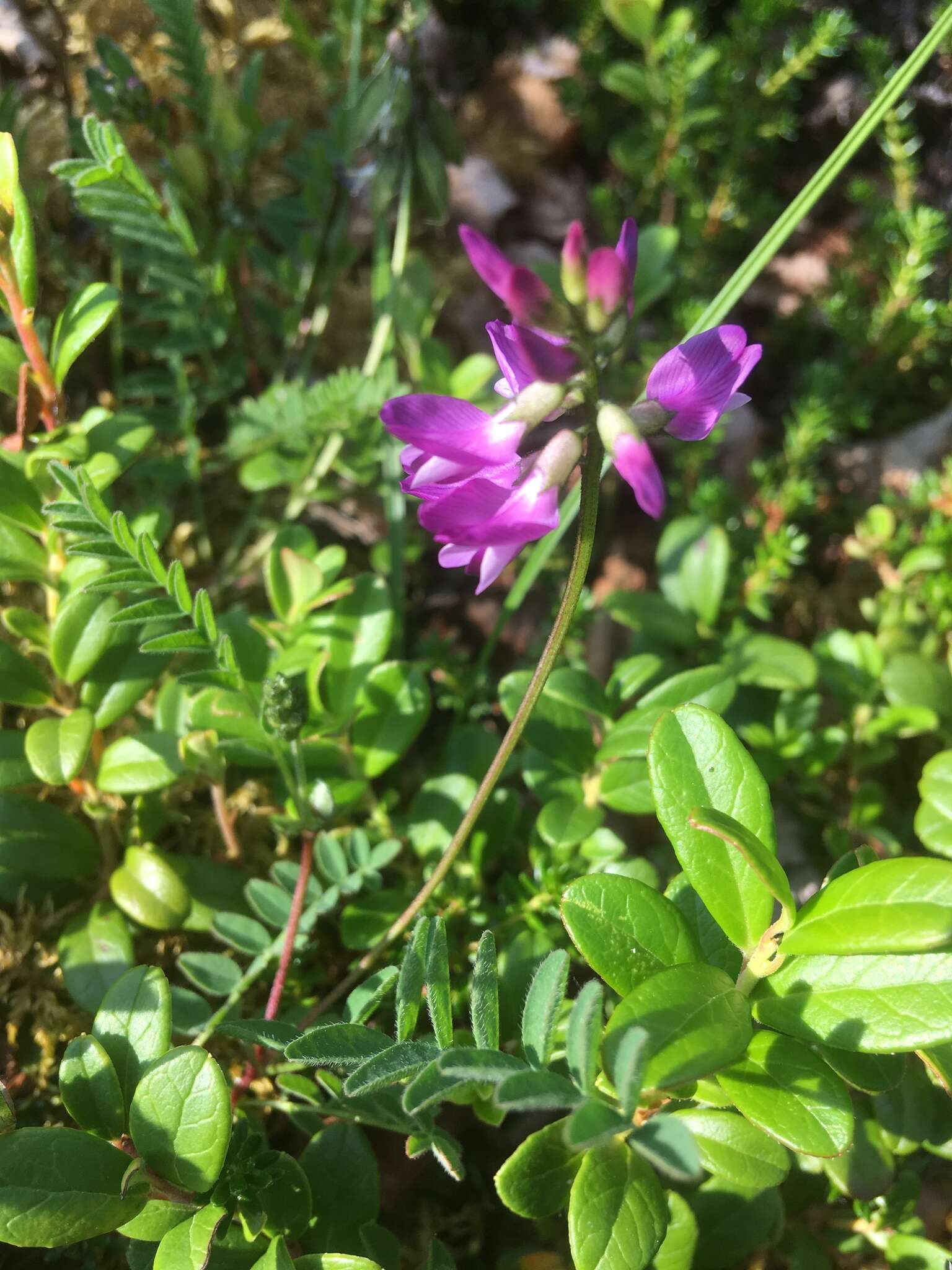 صورة Astragalus alpinus L.