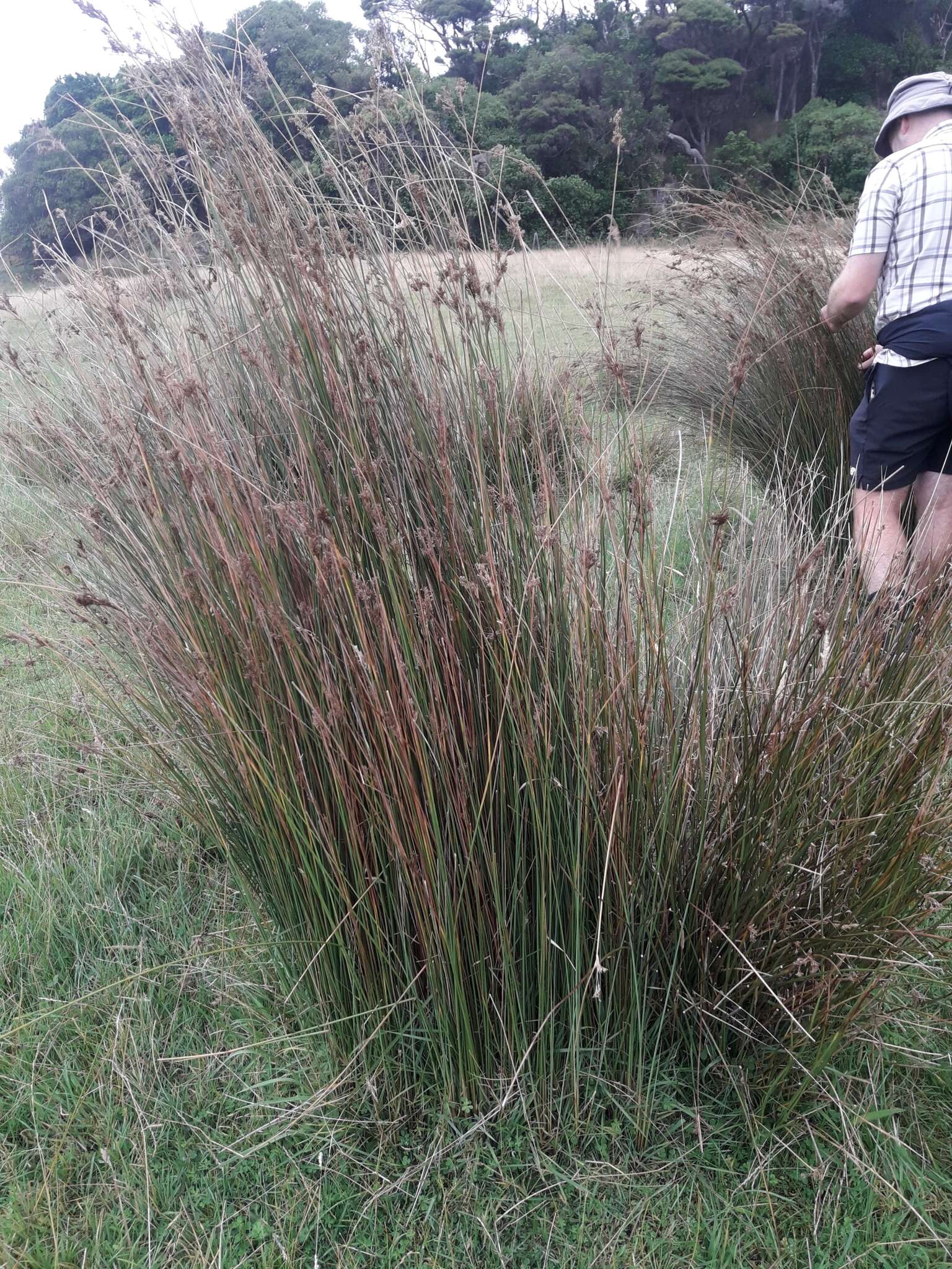 Image of Juncus sarophorus L. A. S. Johnson