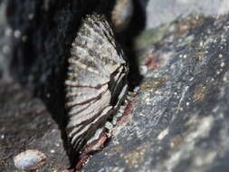 Image of Tetraclitella purpurascens (Wood 1815)