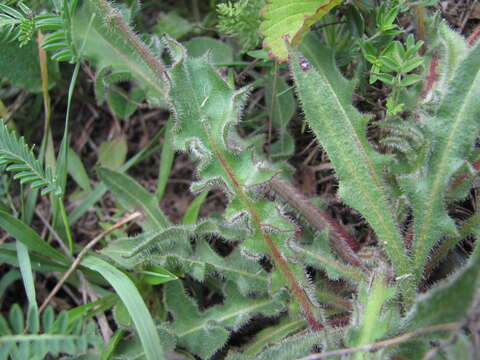 Image of Leontodon caucasicus (M. Bieb.) Fisch.