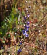 Plancia ëd Delphinium decorum Fisch. & Mey.