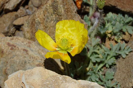 Image of Papaver lapeyrousianum Gutermann