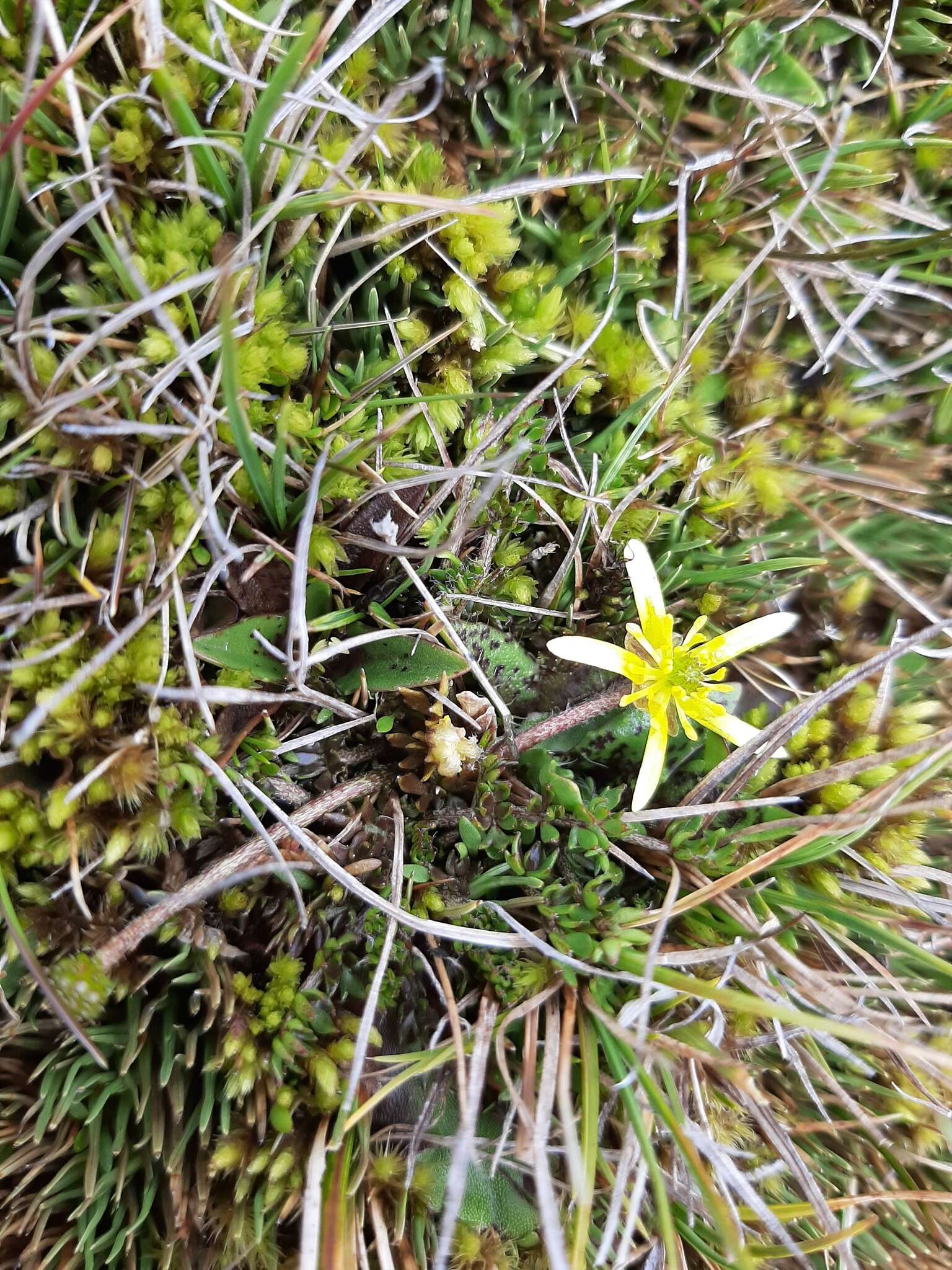 Image of Ranunculus gracilipes Hook. fil.