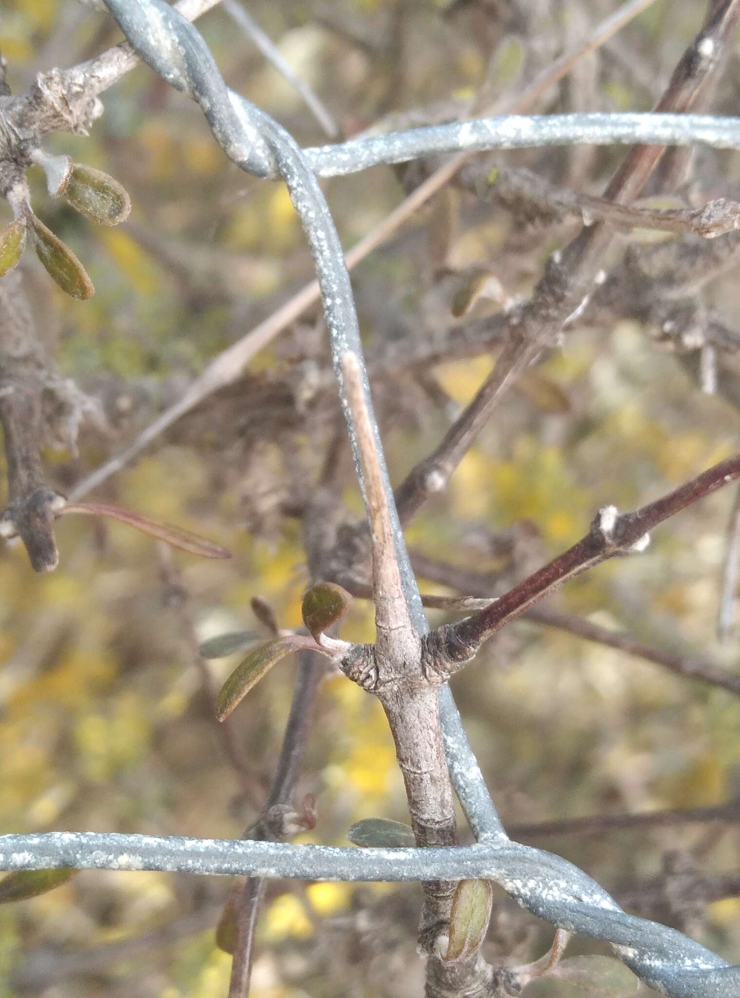 Слика од Olearia adenocarpa Molloy & Heenan