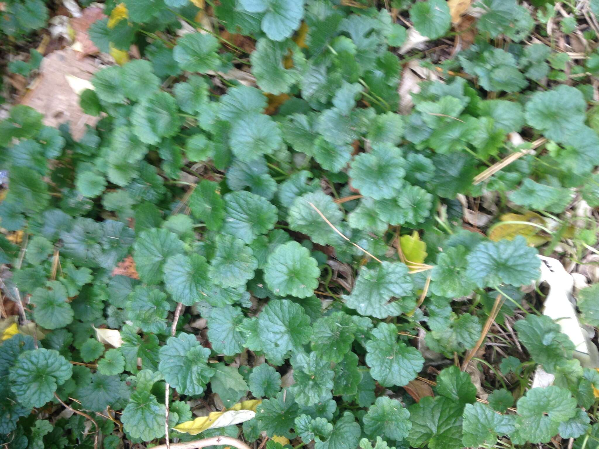 Image of Glechoma hederacea L.