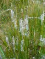 Image of alpine bulrush