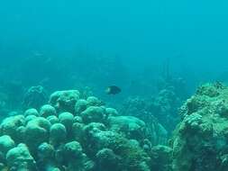 Image of Bicolor Damselfish