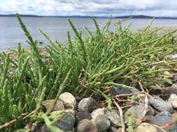 Image of Perennial Glasswort