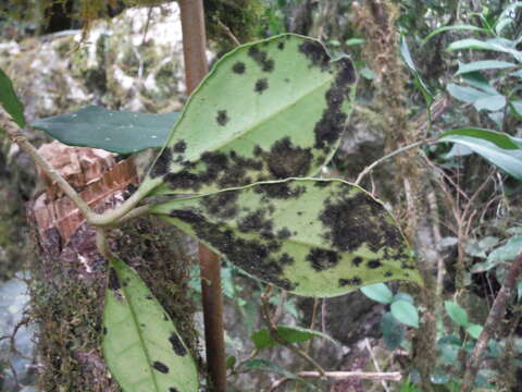 Brunfelsia americana L. resmi