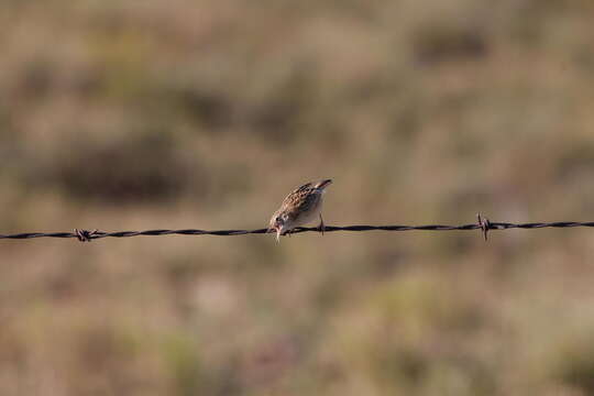 Image of Cisticola juncidis terrestris (Smith & A 1842)