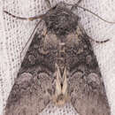 Image of Black-disk Sallow Moth