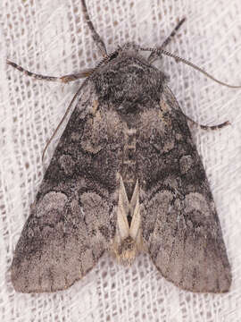 Image of Black-disk Sallow Moth