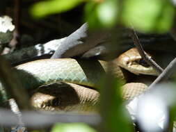 Image of Western yellow-bellied Racer