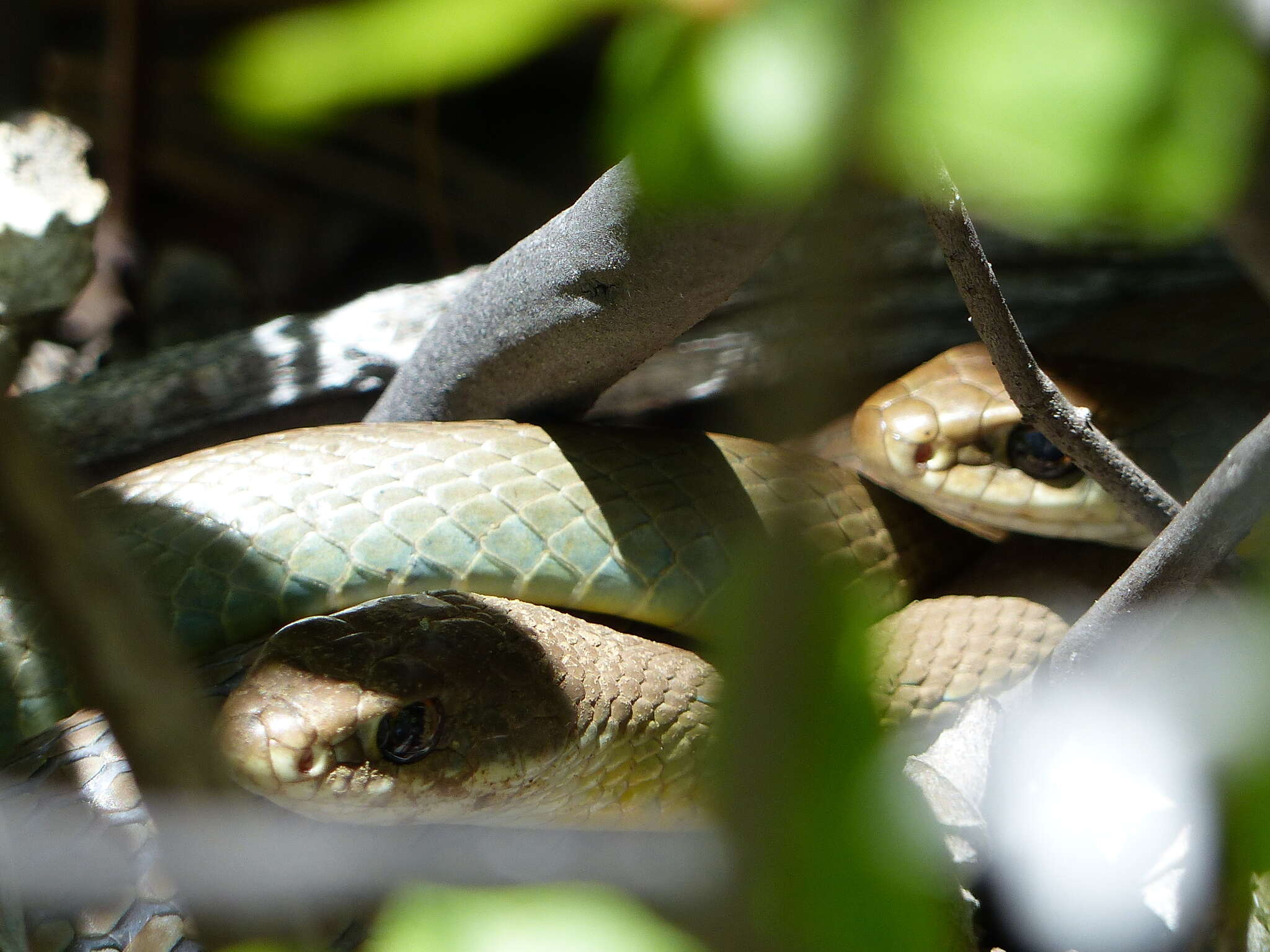 Sivun Coluber constrictor mormon Baird & Girard 1852 kuva