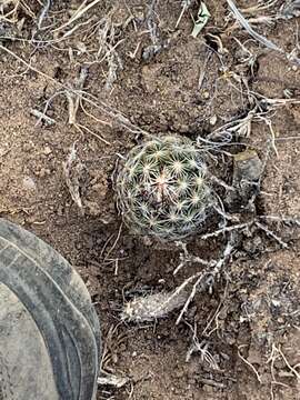 Image of Pincushion Cactus