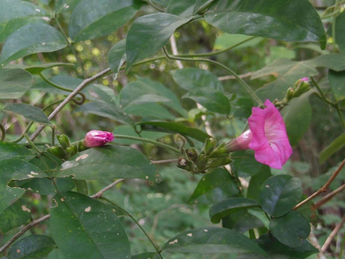 صورة <i>Ipomoea peteri</i>