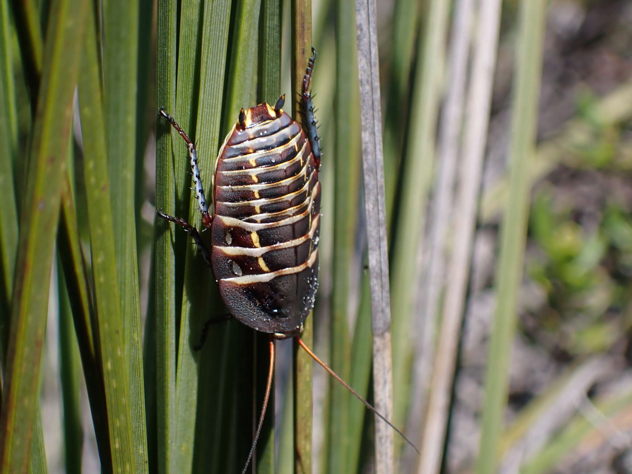 Image of Mardi Gras Cockroach