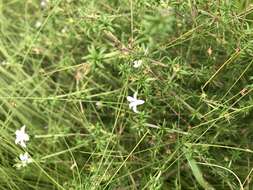 Image of Wahlenbergia thunbergii (Schult.) B. Nord.