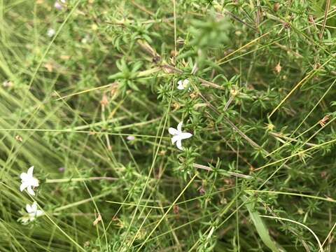 Image of Wahlenbergia thunbergii (Schult.) B. Nord.