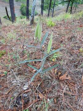 Image of nodding milkweed