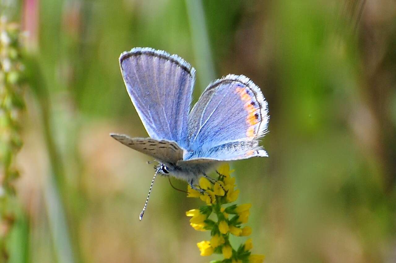 Image of Icaricia acmon