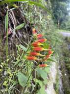 Слика од Castilleja integrifolia L. fil.