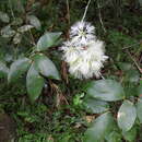Imagem de <i>Pithecellobium hymenaeifolium</i>