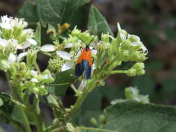 Image of Black-and-yellow Lichen Moth