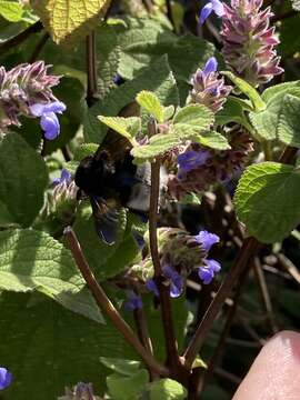 Imagem de Bombus volucelloides Gribodo 1892