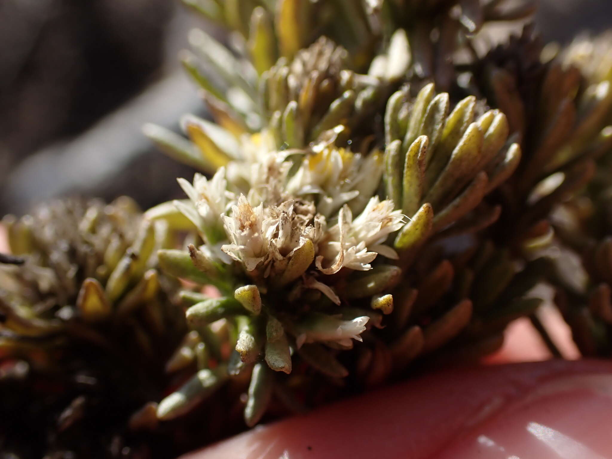 Image of Helichrysum asperum (Thunb.) Hilliard & Burtt