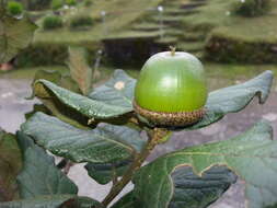 Image of Quercus costaricensis Liebm.