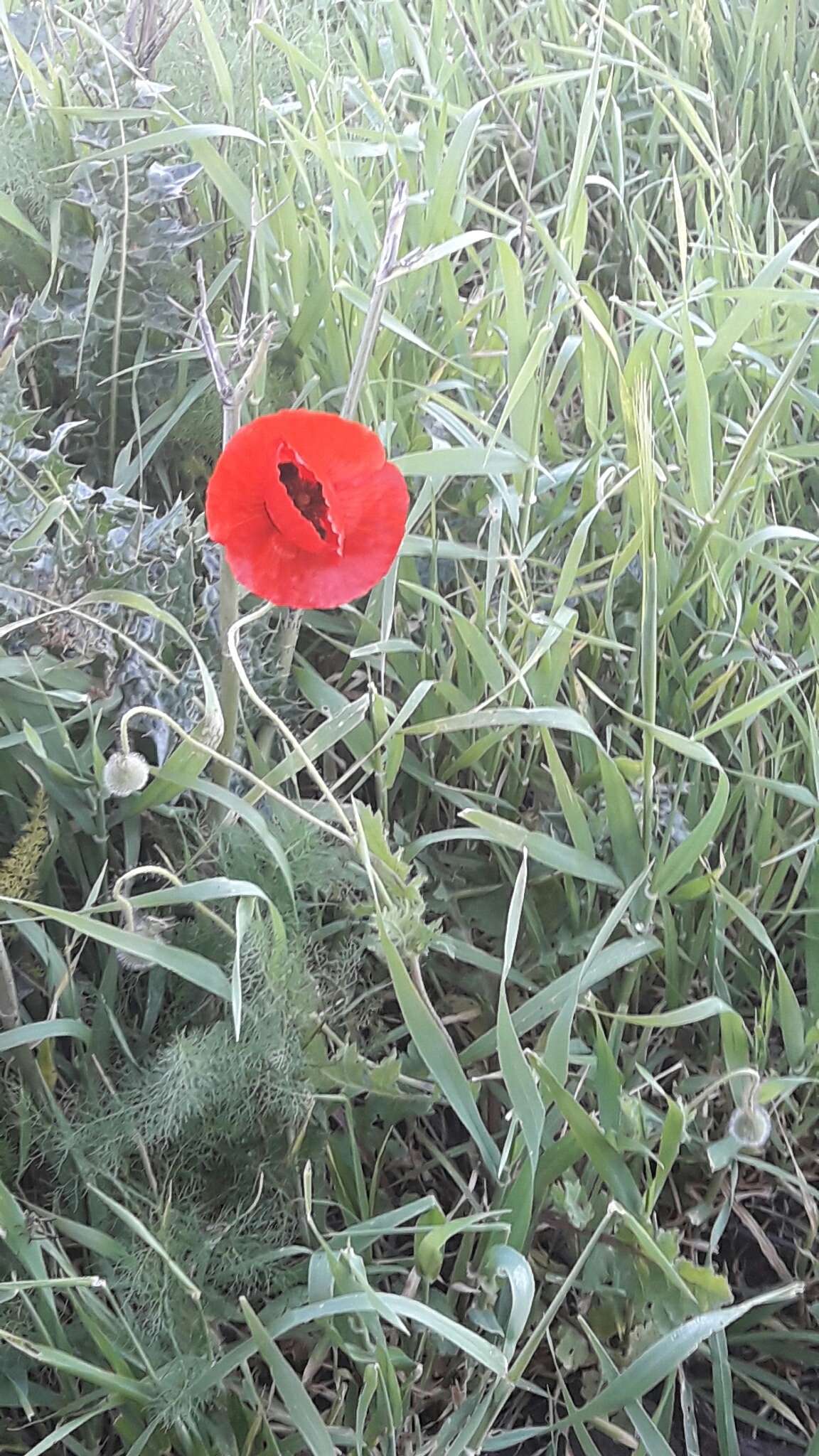 Image of Papaver syriacum Boiss. & Bl.