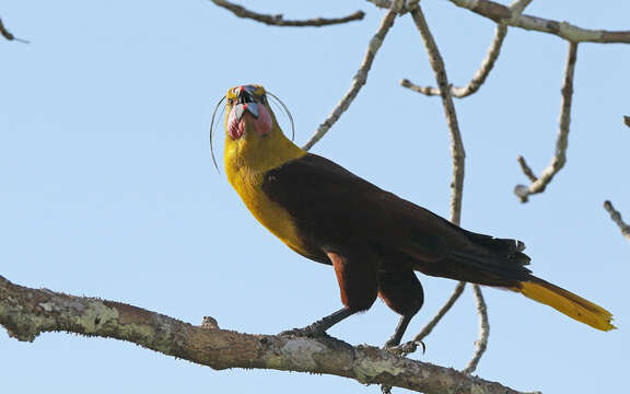 Image of Amazonian Oropendola