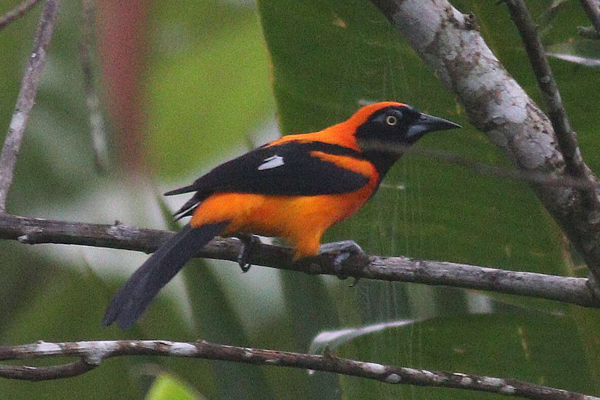 Image of Orange-backed Oriole