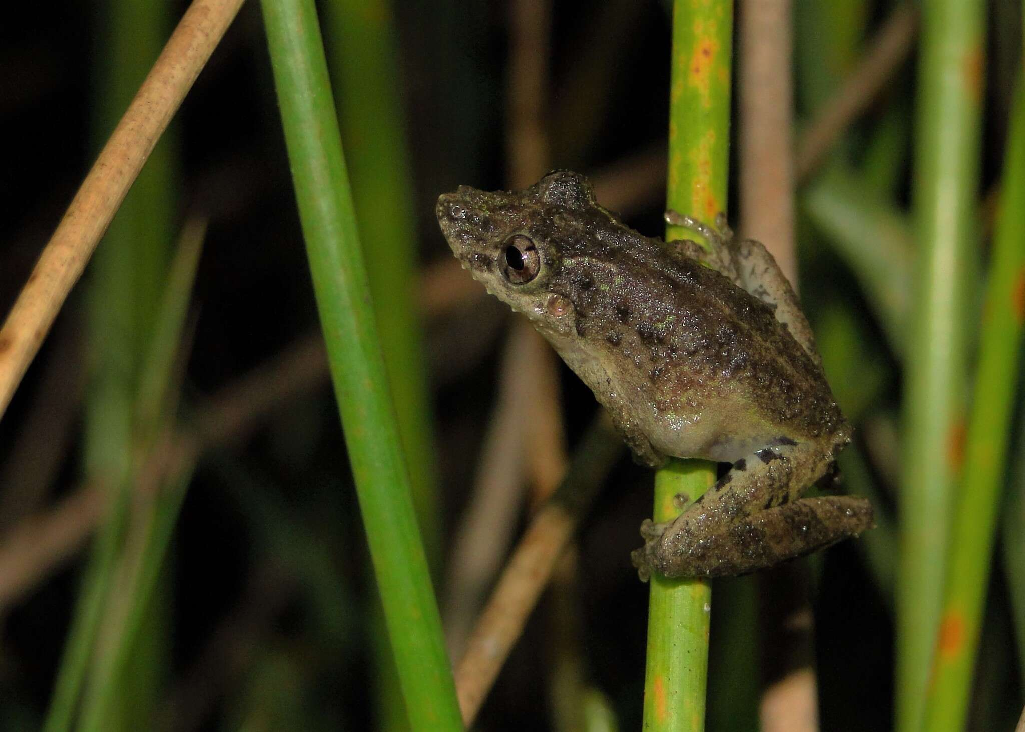 Image of Spix's snouted tree frog