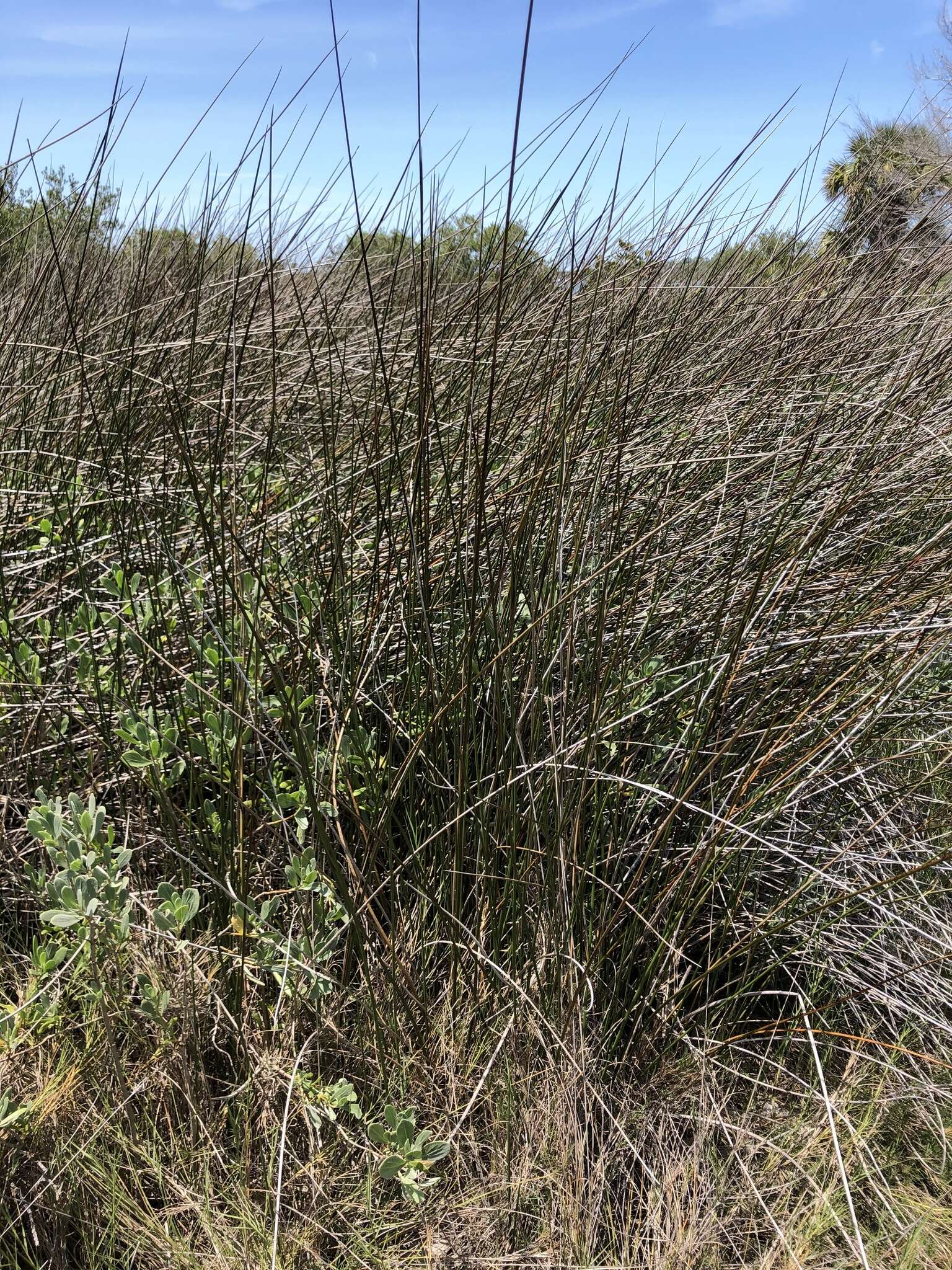 Image of needlegrass rush