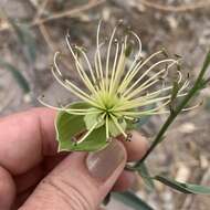 Image of Maerua juncea Pax
