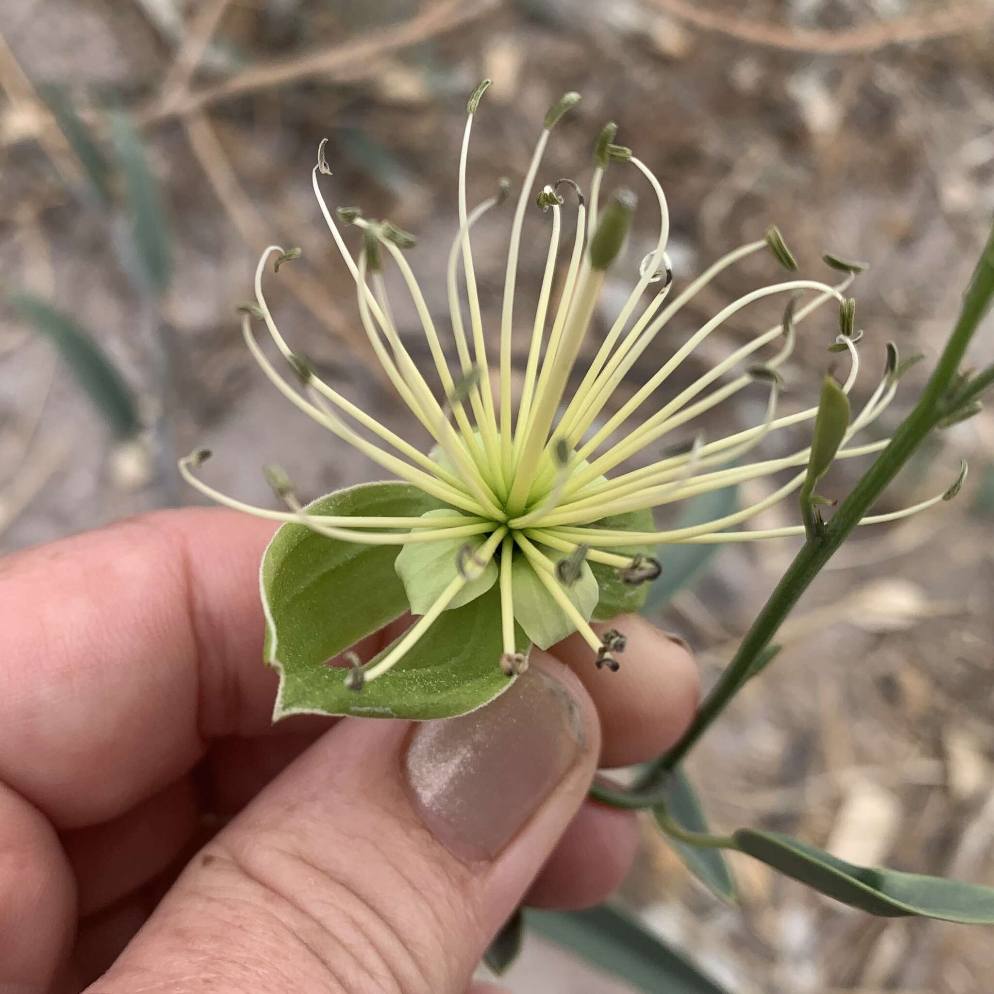 Image of Maerua juncea Pax