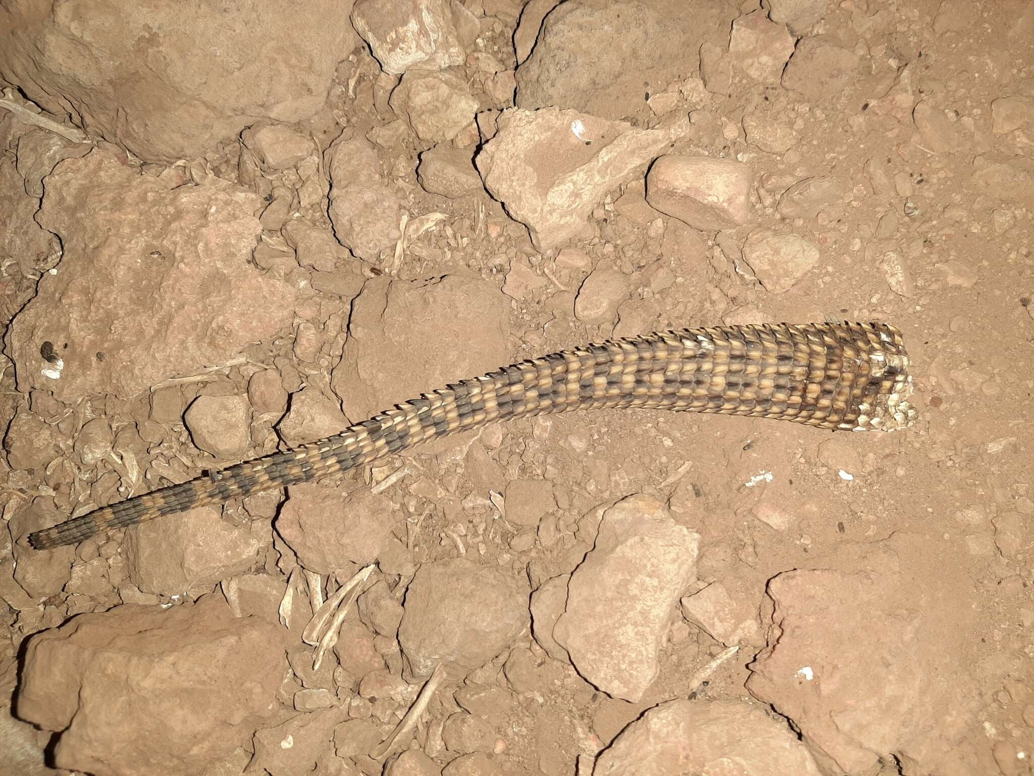 Imagem de Varanus acanthurus Boulenger 1885