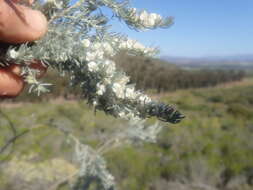 Plancia ëd Aspalathus candicans W. T. Aiton