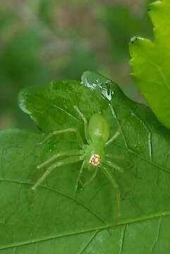 Image of Magnolia Green Jumper