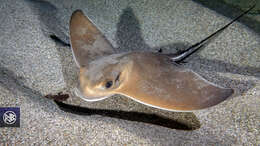 Image of Common Eagle Ray