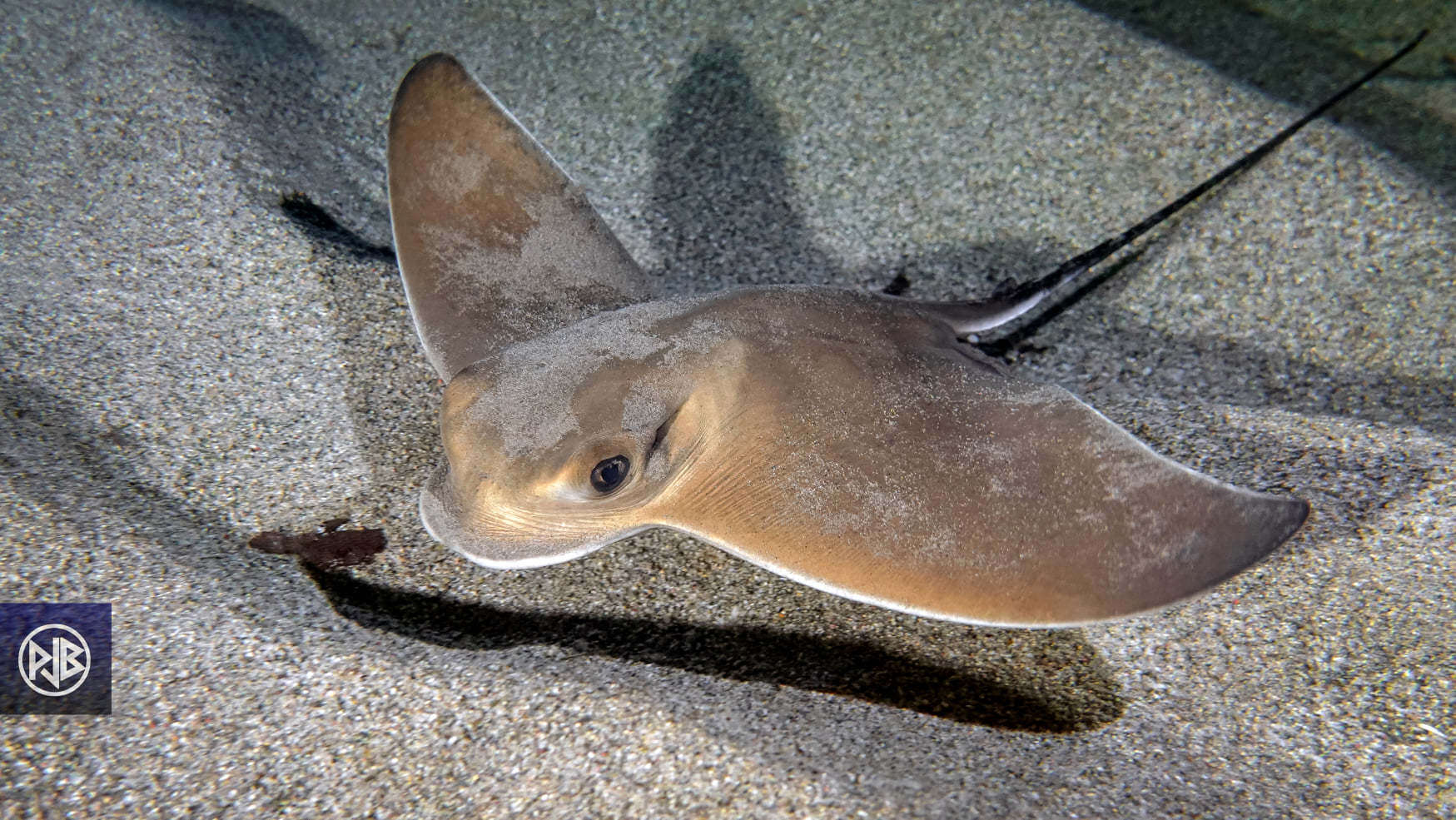 Image of Common Eagle Ray