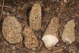 Image de Morchella tomentosa M. Kuo 2008