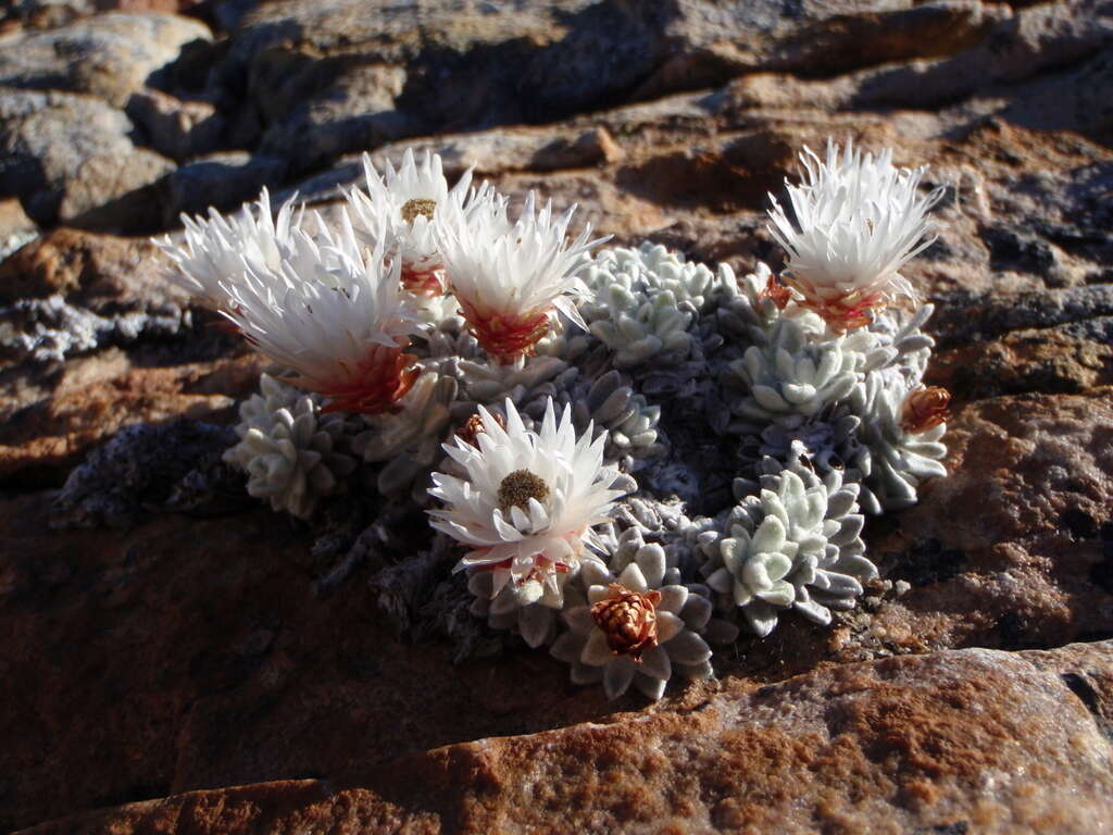 Image of Syncarpha dykei (H. Bol) B. Nord.