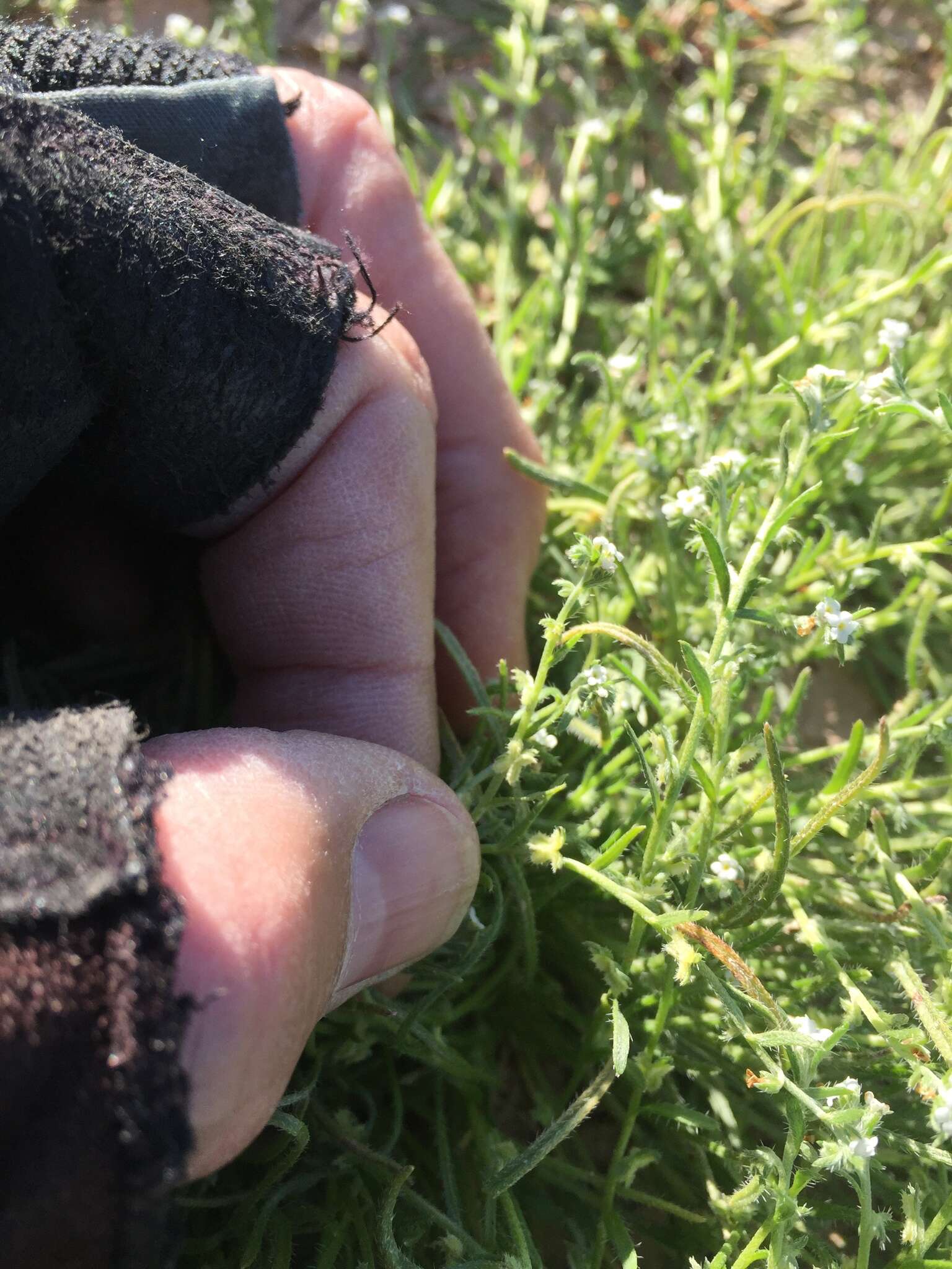 Image of chuckwalla combseed