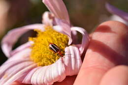 Image of Lebia (Lebia) vittata (Fabricius 1777)