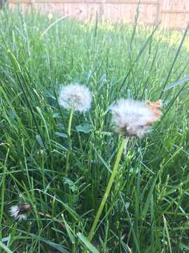 Image of Rock dandelion