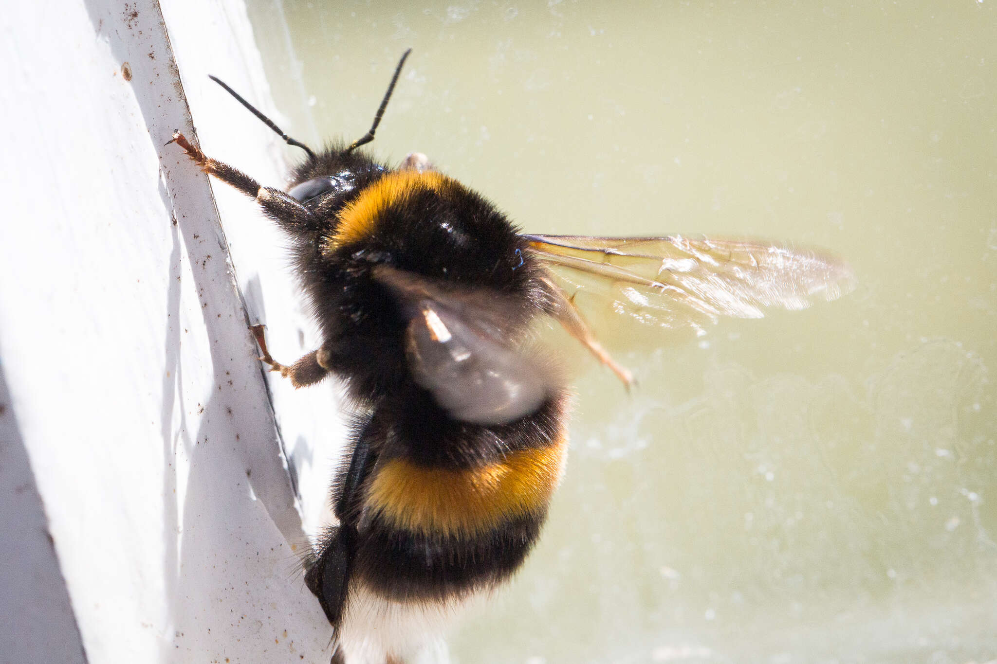 Image of White-tailed bumblebee