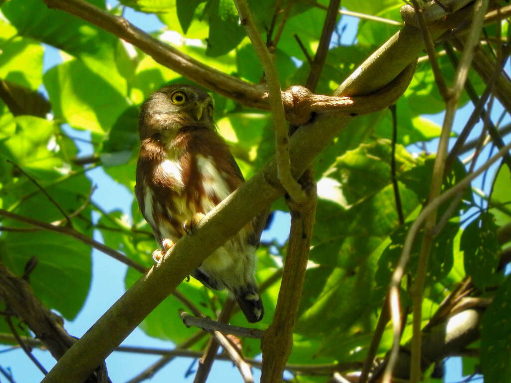 Glaucidium minutissimum (Wied-Neuwied 1830) resmi